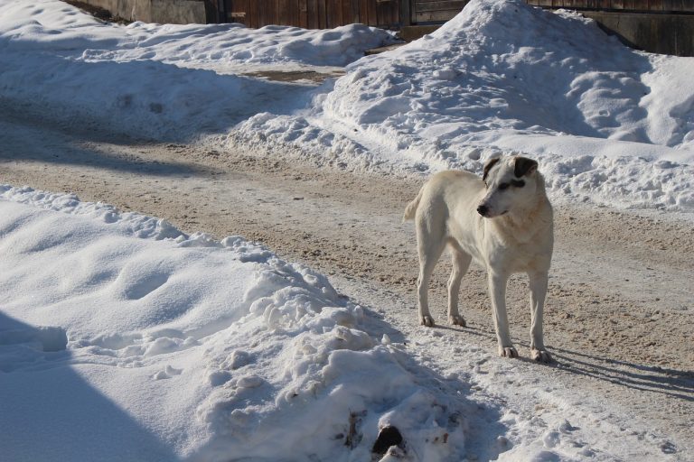 Мати залишила 2-річну дитину на морозі. Якби дворової собаки, ніхто не знає, що б з ним сталося.