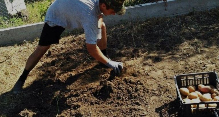 Зять посадив картоплю на тещині дачі, щоб та не трудилася. Але теща вчинила із родиною доньки так, як із ворогами не надходять.