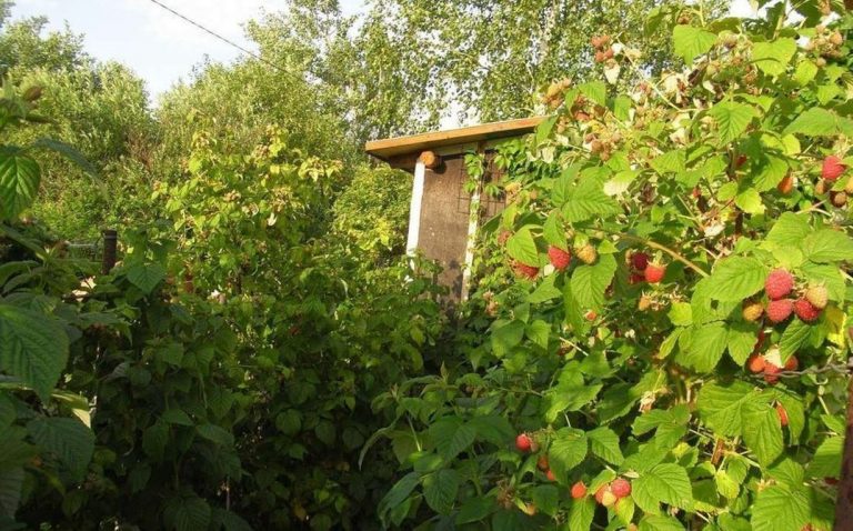 Сусід по дачі прийшов по сваритися з нами через кущ малини. Але коли ми дізналися про справжню причину, розnлакалися