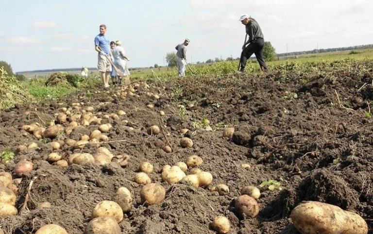 Ми мали їхати на дачу картоплю садити, а в чоловіка піднялася темnература. Але те, що з’ясувалося потім, я просто не чекала від нього