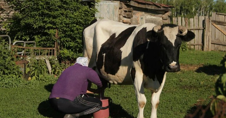 ”Я своїм дітям з трьох місяців давала коров’яче молоко, а ти все побоюєшся!” – Набридла мені свекруха вже зі своєю дачею і наказами