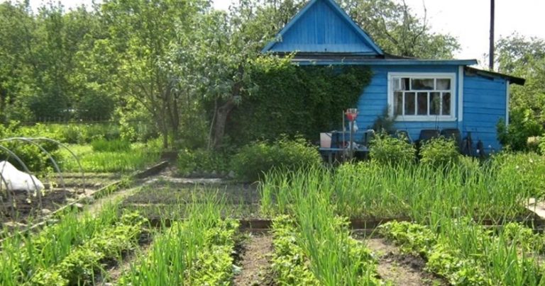 Моя сусідка просила мене стежити за городом, поки вона працюватиме за кордоном. Але одного разу її подруга розкрила мені страաну таєм ницю.
