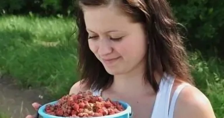 У багатого брата була бідна сестра. Вона жила тим, що продавала молоко і ягоди з городу. Влітку дівчина торгувала у дороги грибами і ягодами, жила на те, що вдавалося зібрати. Брат соромився сестри і ніколи не кликав її до себе в гості