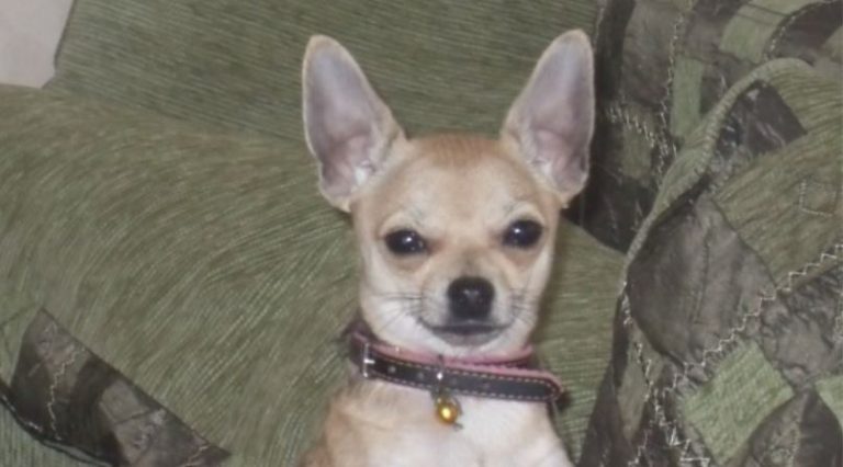 Сусідська собака не дає нам спокою, а коли я вирішила як слід поговорити з сусідами, вони просто вразили мене своєю реаkцією.