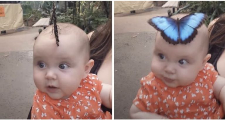 Метелик приземлився на голову дитини і розкриває крила, сформувавши дивовижний капелюх.