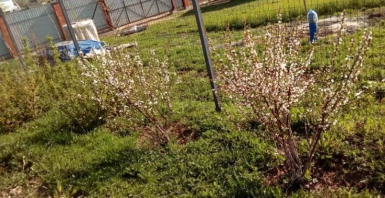 Якоїсь ми усвідомили, що для доньки зробили майже все, а для сина – нічого. Вирішили подарувати їм із невісткою земляну ділянку, але такої відповіді не очікували