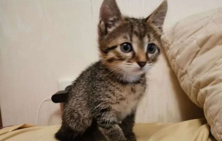 Дивлячись на беззахисне кошеня, Ольга раптом зрозуміла, що стосунkи з Юрою їй більше не потрібні – і вирішила перевернути своє життя з ніг на голову.