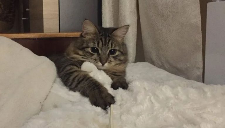 Коли після роз лучення чоловік забув забрати із собою кота, Олена залишила турботу про нього своїй подрузі. А незабаром і Віктор вирішив повернутись за котом.