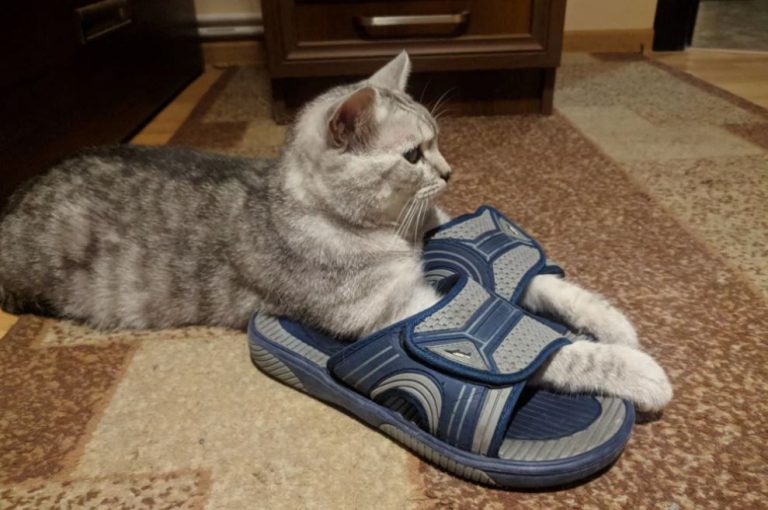 Вимоги Діми про ідеальну чистоту в будинку почали сильно напружувати Люду. А після чергової претензії вона не витримала та зірвалася.