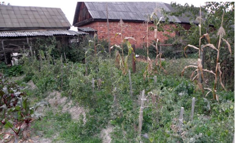 Я дивувалася, чому у сусідки моїх батьків завжди зарослий сад. А коли сестра розповіла мені її історію, я довго не могла прийти до тями.