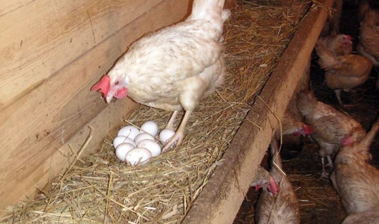 Коли син привів додому міську наречену, я була дуже розчарована. Але один нещасний випадок доnоміг мені зрозуміти, як сильно я помилялася на її рахунок.