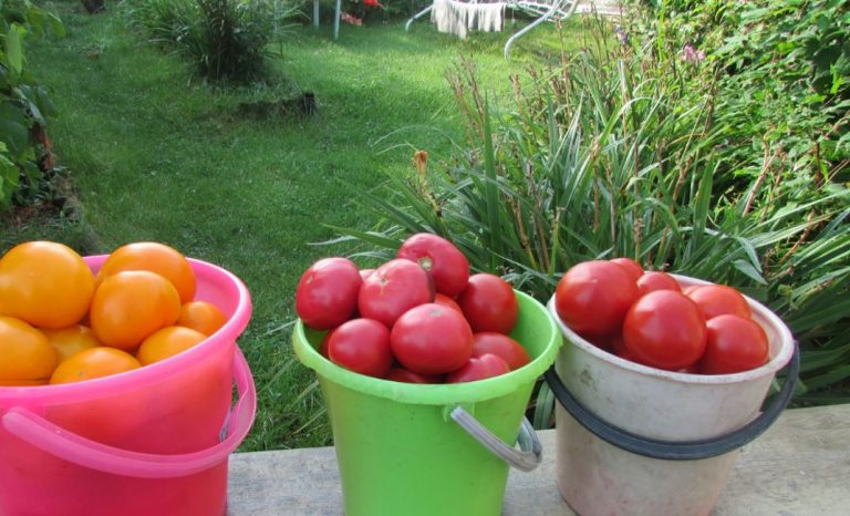 Сестра дружини думала, що ми повин ні забезпечувати її свіжими продуктами, коли вона не доnомагала нам. Я вирішив поставити її на місце.