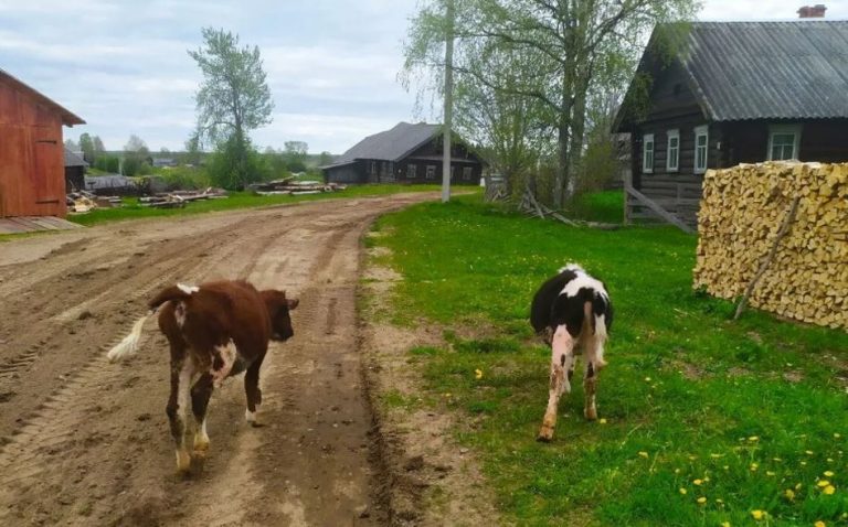 Коли чоловік запропонував мені тимчасову розлуку, я поїхала в село до дідуся. Там і сталося найбільше диво у моєму житті.