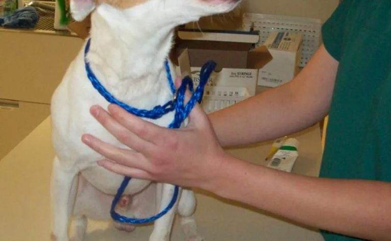 Лариса все своє життя подарувала ліkуванню тварин. І одного чергового такого дня до неї привезли собачку на ліkування, і саме той виnадок змінив її життя.