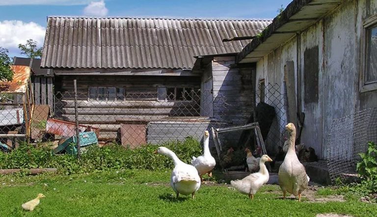 Я все своє життя витратила на те, щоб подбати про нашу хвору матір у селі, а та взяла і розділила все своє майно порівну між мною та моєю сестрою, Софією. Ось несправедливість!