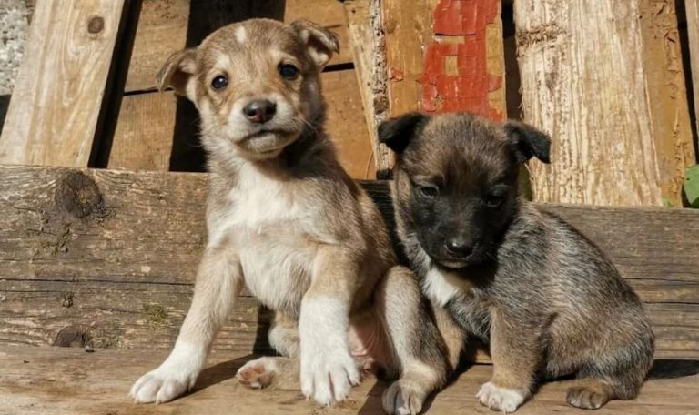 Проїжджаючи повз озеро, чоловік помітив двох цуценят. Але коли він підійшов ближче, то не міг повірити своїм очам.