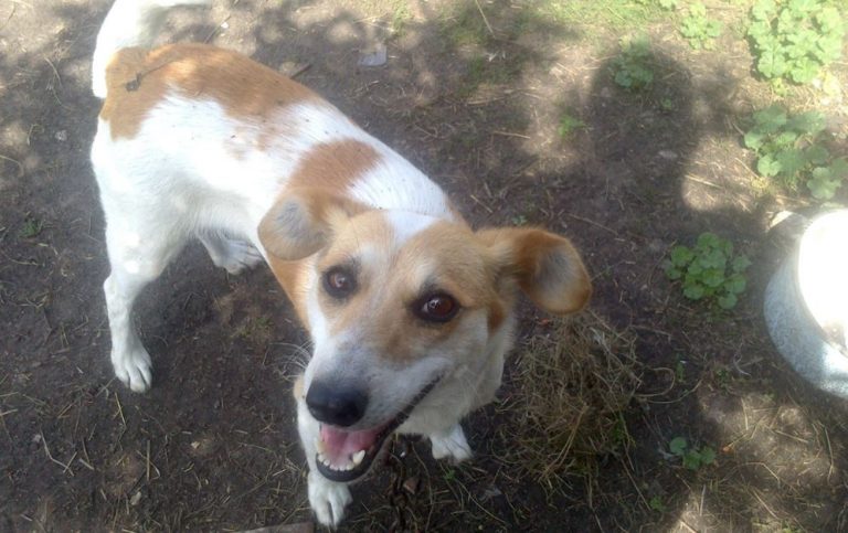 Оксана принесла бездомного собаку додому і почала його доглядати. Незабаром її життя змінилося і сталося непередбачуваним.