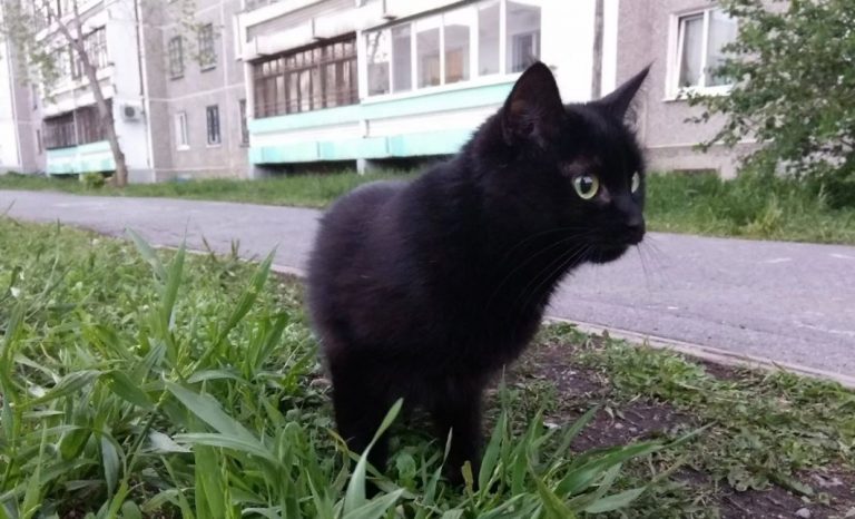 Якось, після походу в кафе з Катею, Ірина знайшла біля свого будинку маленьке чорне кошеня. Незважаючи на всі прикмети (була п’ятниця 13-те), Ірина взяла його до себе та назвала Вугликом. Увечері наступного дня, повертаючись додому, Ірина зіткнулася з.