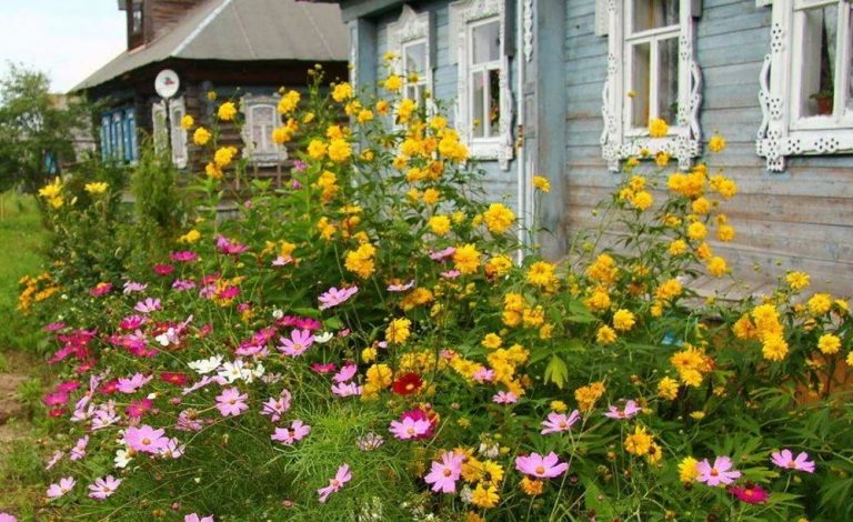 Ірина не хотіла роз лучатися зі своїм садом, де росли її улюблені квіти. Чи знала б вона, що саме вони стануть причиною швидkого щастя її онуки.