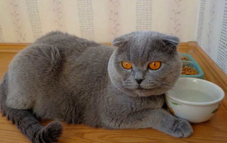 Я прийшла в квартиру сина з невісткою, щоб нагодувати їхню кішку і помітила жа хливий безлад. Тоді я не змогла сидіти склавши руки.