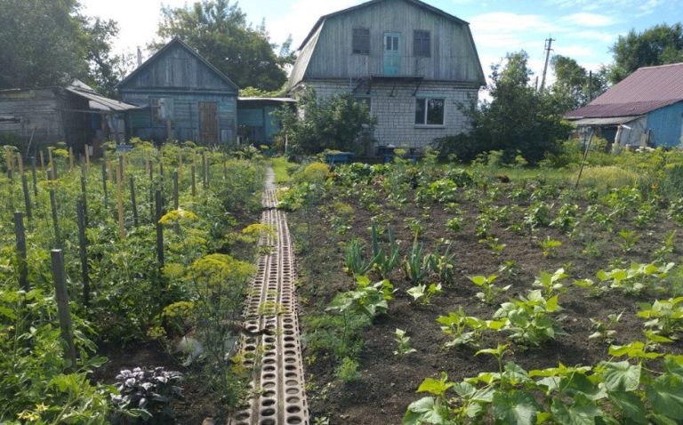 Коли сестра не покликала мою сім’ю на щорічний збір врожаю, я вирішила сама відвідати її. Те, що я побачила в батьківській хаті, стало для мене несподіванкою.