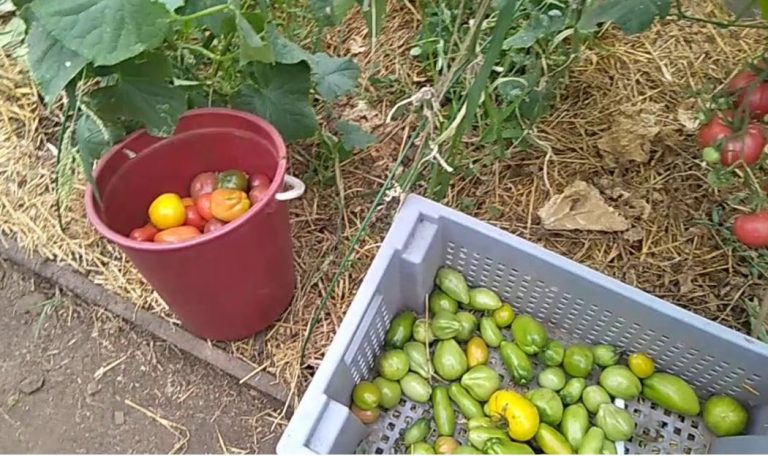 Тесть прийшов до Андрія з пропозицією про купівлю овочів у сусідів, і хлопець погодився із задоволенням. Але те, що з’ясувалося потім, в розумі не вкладається.