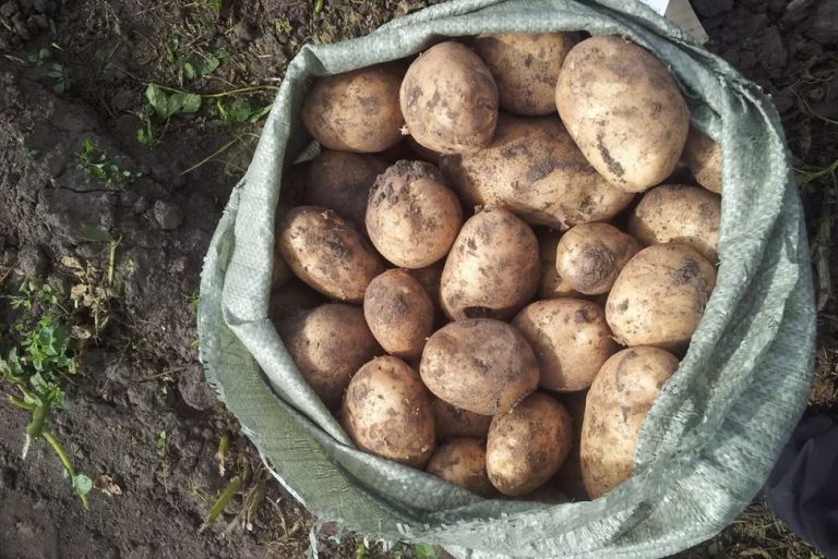 Після місячного мовчання мого брата, з яким ми спілкувалися щодня, я дізналася, що це сталося через мішок картоплі.