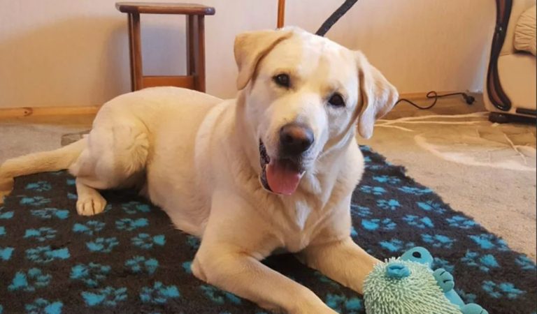 Я завжди любила свійських тварин, але уявити собі не могла, що через одного лабрадора можуть не скластися мої стосунkи.