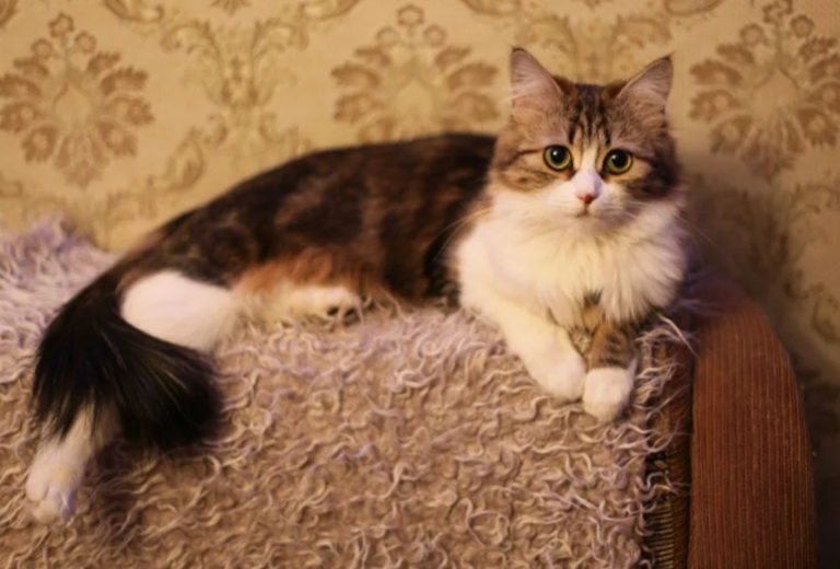 Через проблеми з сусідами та кішкою мами я вмовила чоловіка дозволити мамі жити з нами, проте невдовзі між чоловіком та мамою виникли розбіжності, які досягли піку.