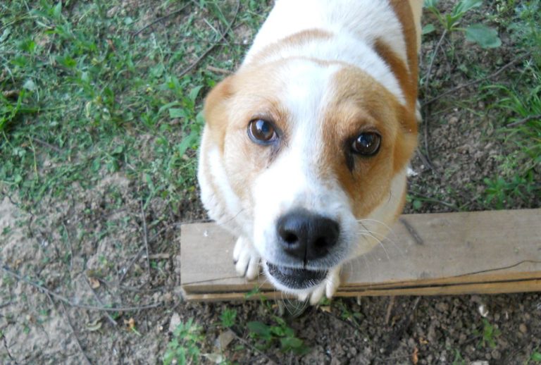 Оксана принесла бездомного собаку додому і почала його доглядати. Незабаром її життя змінилося і сталося непередбачуваним.