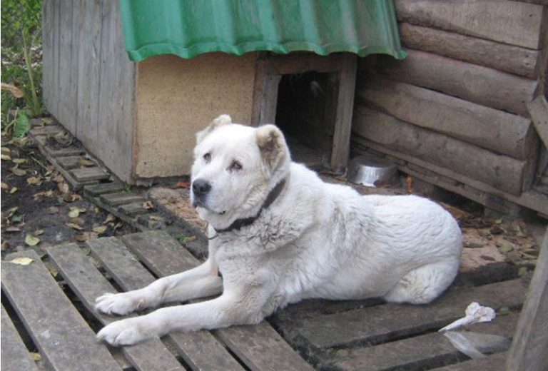 Мій батько завжди мав жорсткий характер. Але нещодавно він вийшов на пенсію – і ситуація стала ще гіршою.