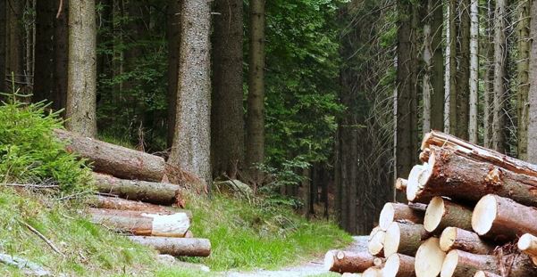 Роман вирушив у ліс у пошуках дров. Він уже зібрав значну кількість дров, коли почув жіночий галас . Відсунувши гілки, Роман побачив сина . Побачивши з ким він сидить, він не повірив своїм очам.