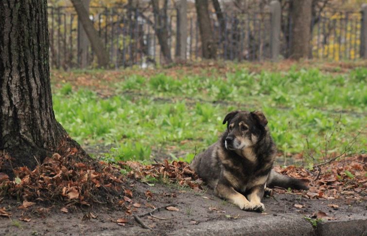 Коли я вирішив вийти на прогулянку зі своїм величезним псом, то моя дівчина захотіла приєднатися до нас. Ми й гадки не мали, що ця прогулянка зміцнить наші стосунки.